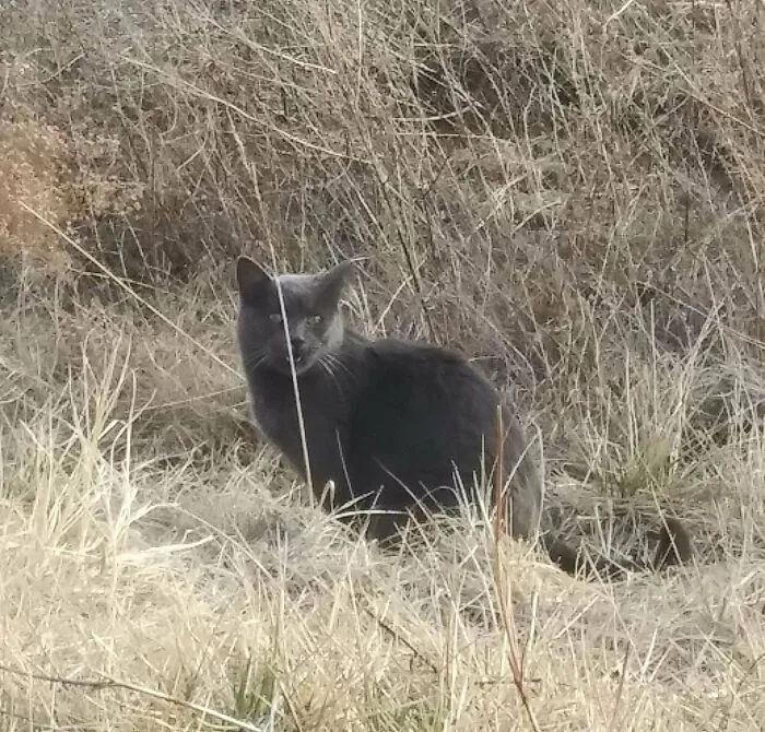 This Guy Was Yelling At Me In A Drainage Ditch On My Walk. Turns Out He's Been Lost Since Thanksgiving. Cosmo Is Now Home!