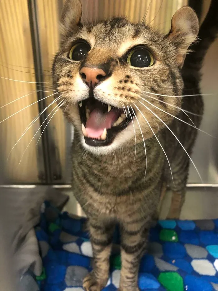Hobbes Would Like You To Know That He Has Never Once Been Fed In His Entire Life