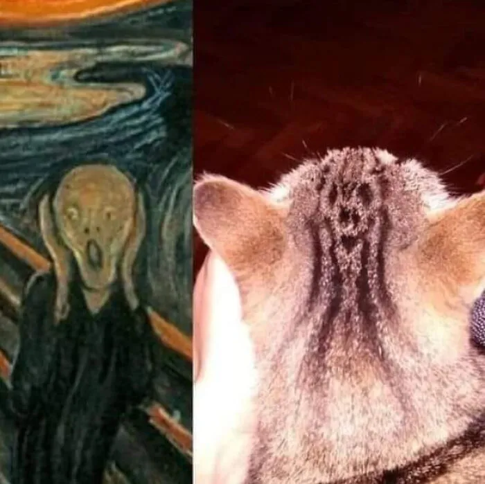 Cat Who Screams