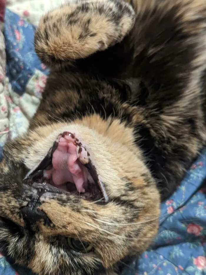 Fourteen, Toothless, And L O U D