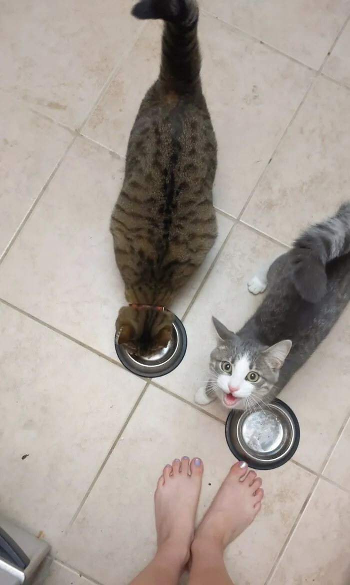 Gizmo The Grey Baby Broke Into The Treat Drawer And Ripped Open A Chicken Squeezy Tube. I Let The Innocent Party (Mochi) Finish The Treat. I Got An Earful From Gizmo For Being Cruel And Unjust