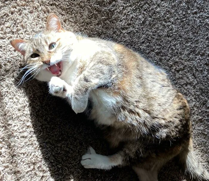 Yelling In The Afternoon Sun