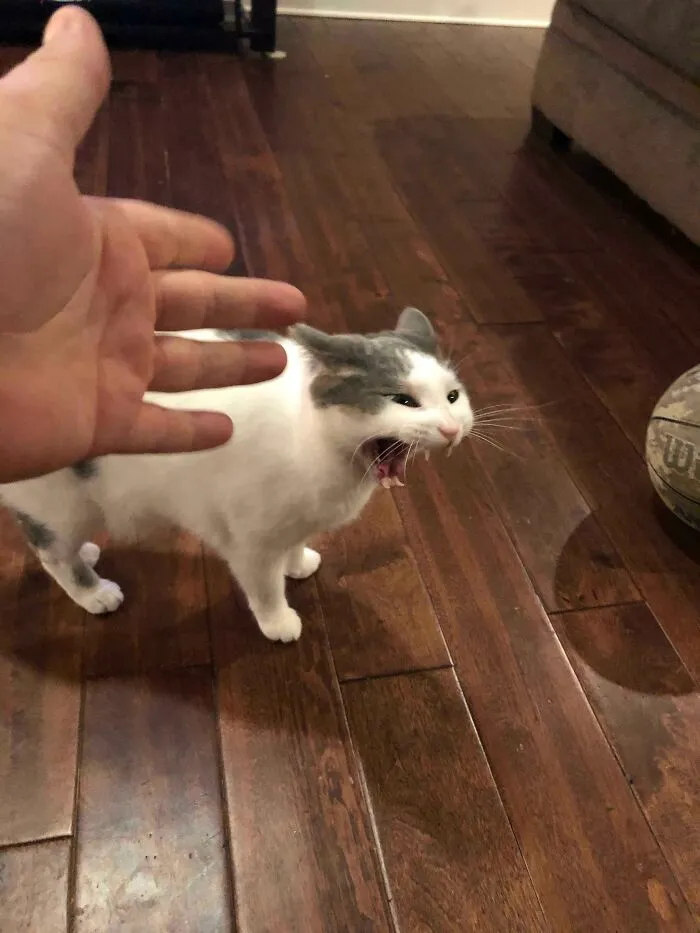 Aaaaaaaaa
