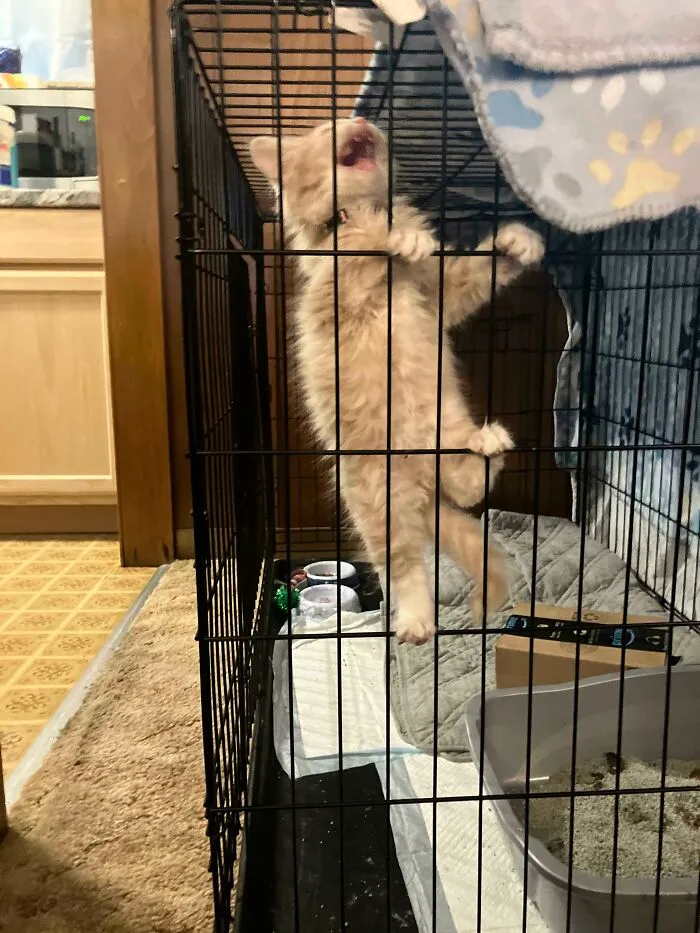Desperate Prisoner At The End Of Her Rope Cries Out For Freedom