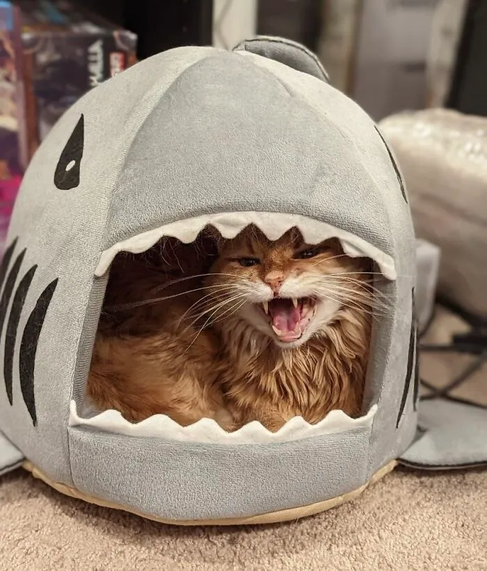 Zeus, dios de los tiburones y los gritos