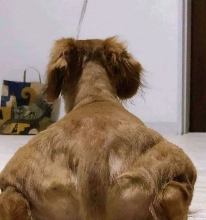 Buff Dog