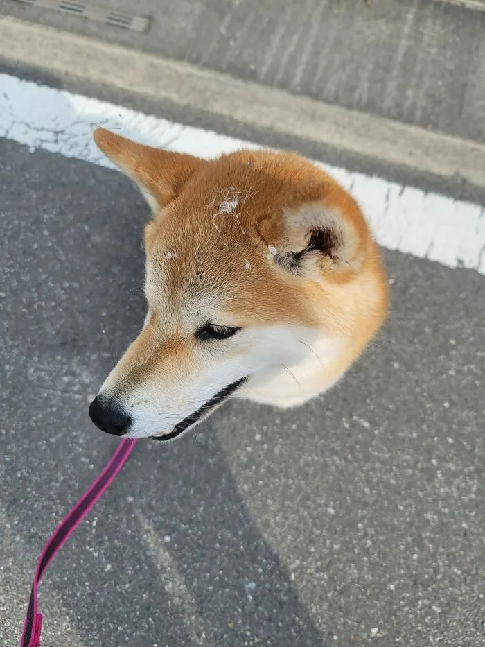 Perro sin cuerpo