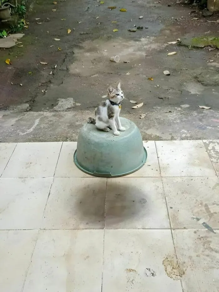 El Catmóvil volador