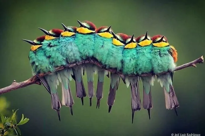 Caterpillar