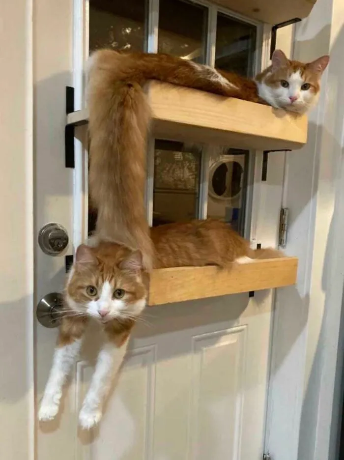 El gato de goma