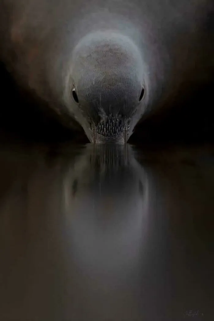 Un pájaro bebiendo agua