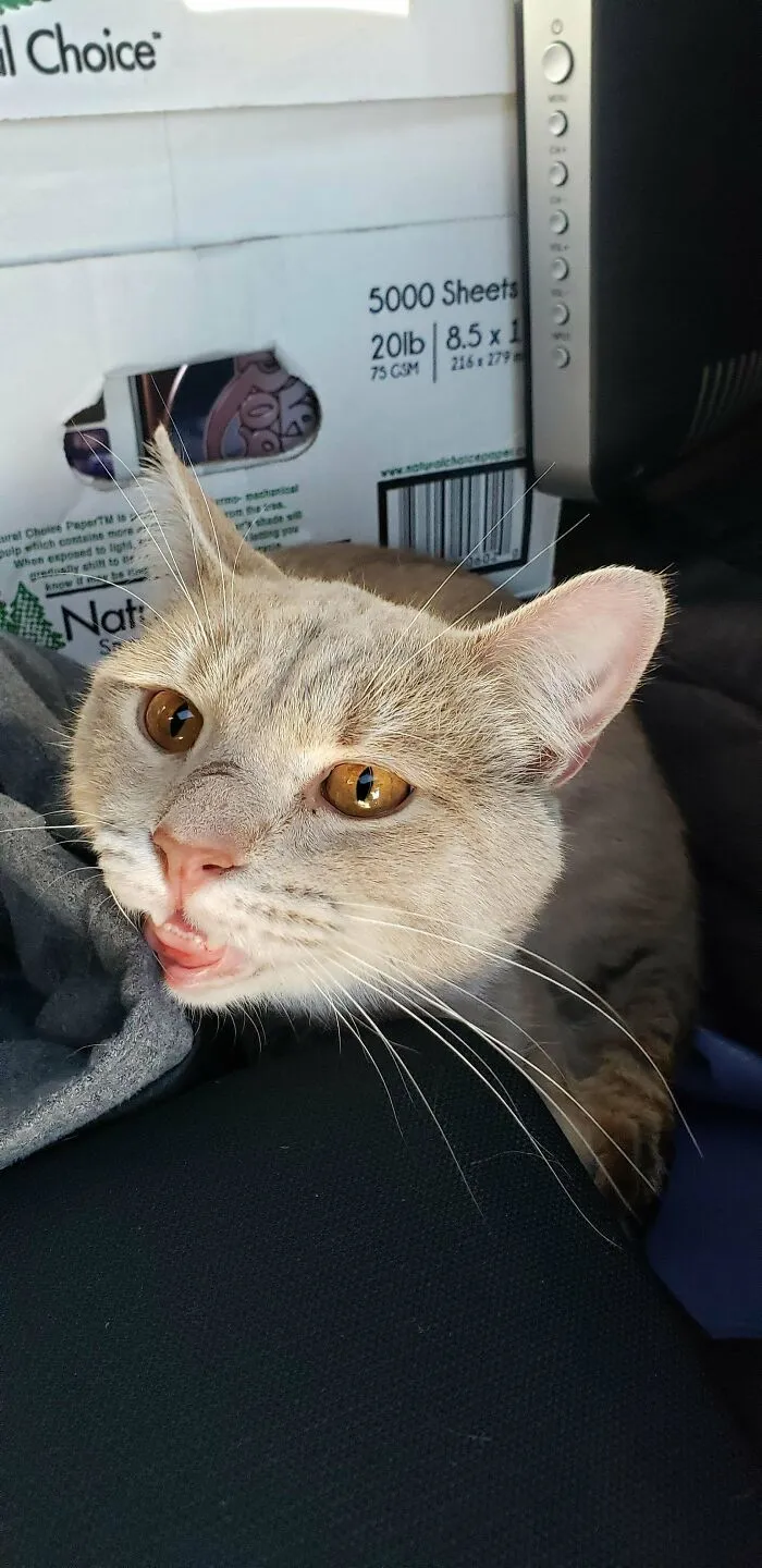 Hoy encontré a este muchacho junto a cubo de reciclaje 
