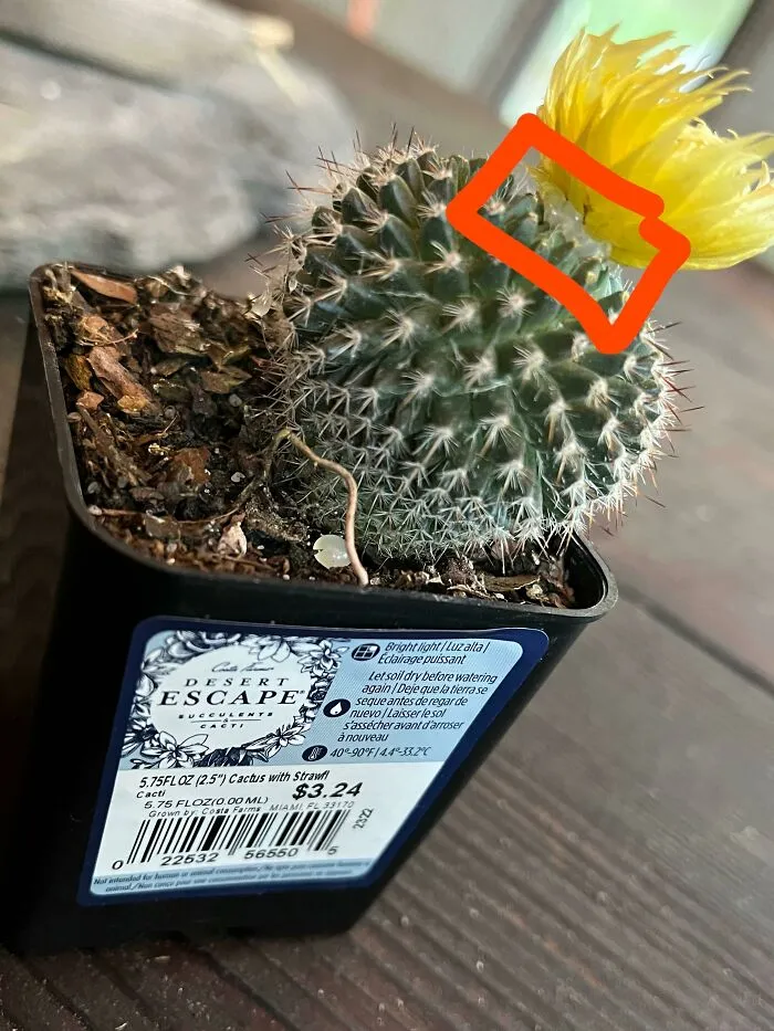 Desert Escape And Walmart Gluing On A Flower On This Cactus