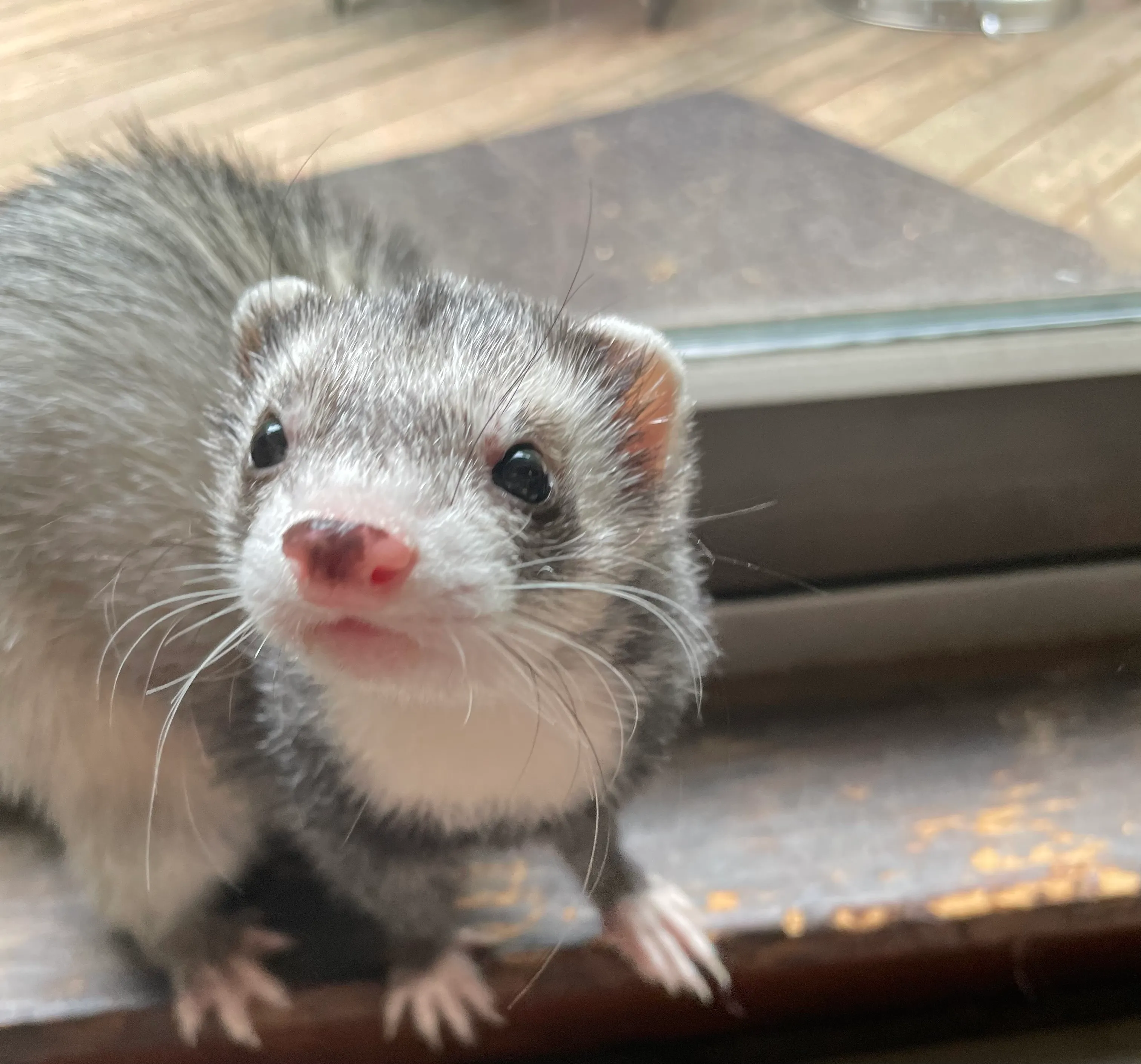 Hey Pandas, What’s The Cutest Picture Of Your Pet?