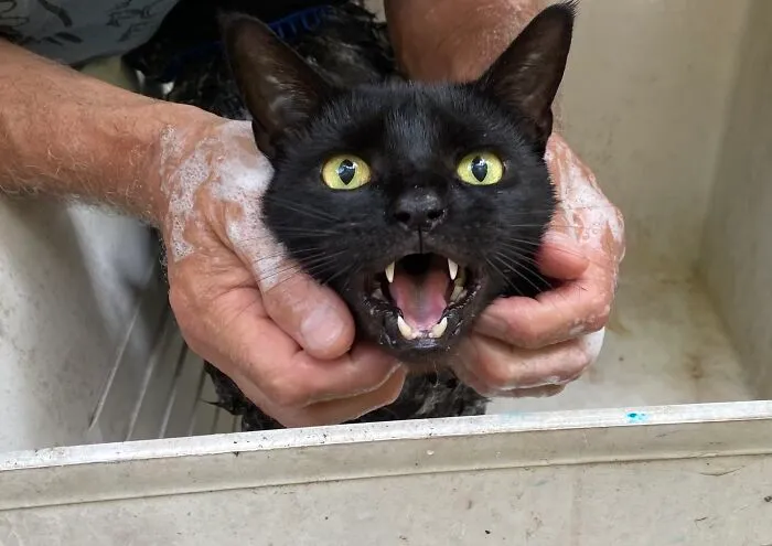 Renters Across The Street Moved Out And Abandoned This Sweet Boy. He Was Not Keen On His Medicated Bath Today