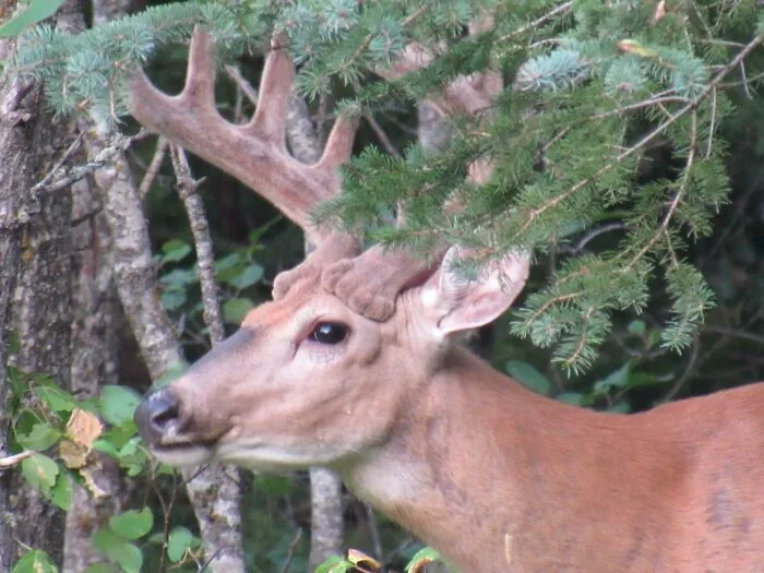 Wife Took This Photo, She Pointed Out That The Base Of The Antlers Looks Like Cat Paws. Can't Unsee