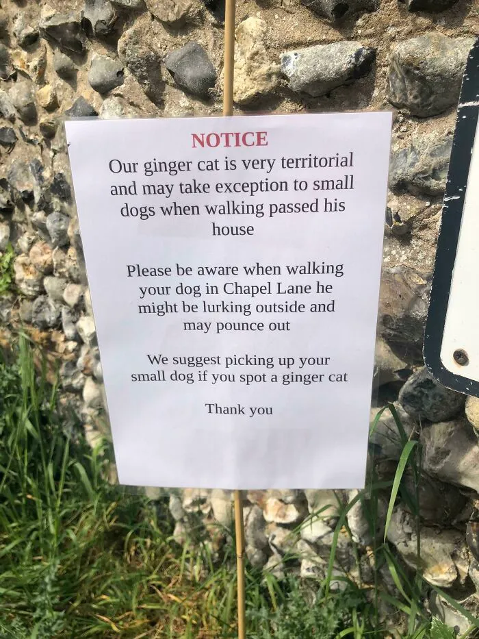 Casual Guard Animal