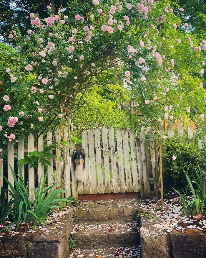 Tiene que haber sido el momento correcto, ya que esta mañana logré tomar esta foto de mis rosas y de mi perro. Me pareció que les gustaría verla