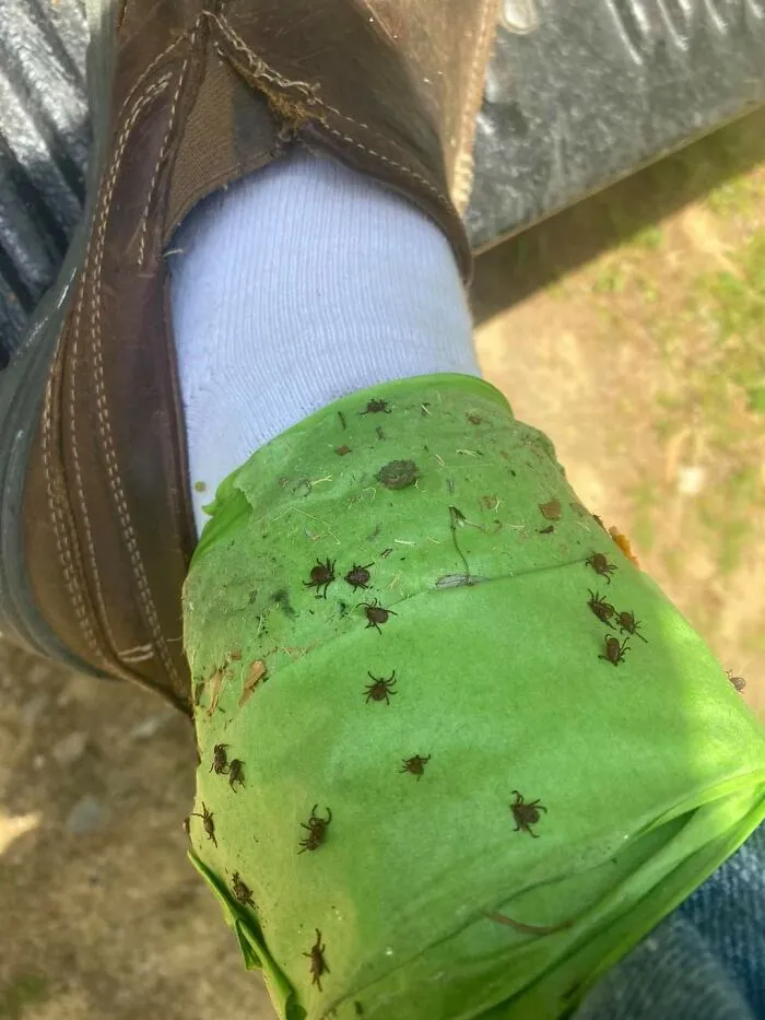 ¡Algo para tener en cuenta mientras se trabaja en el jardín! Enrollarte cinta adhesiva alrededor de los tobillos parece funcionar bastante bien para atrapar garrapatas