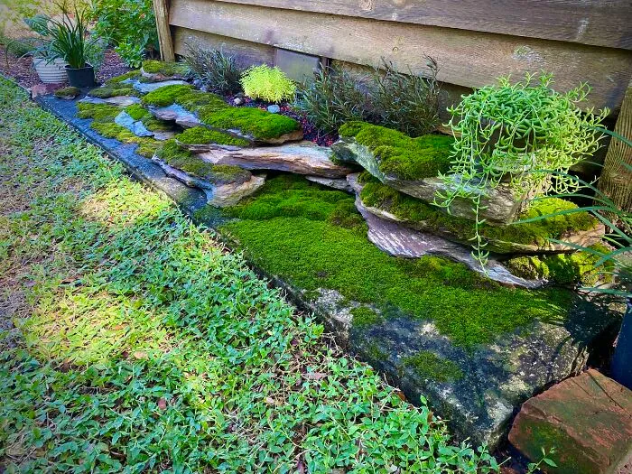 Mi jardín de musgo que armé juntandolo de los estacionamientos