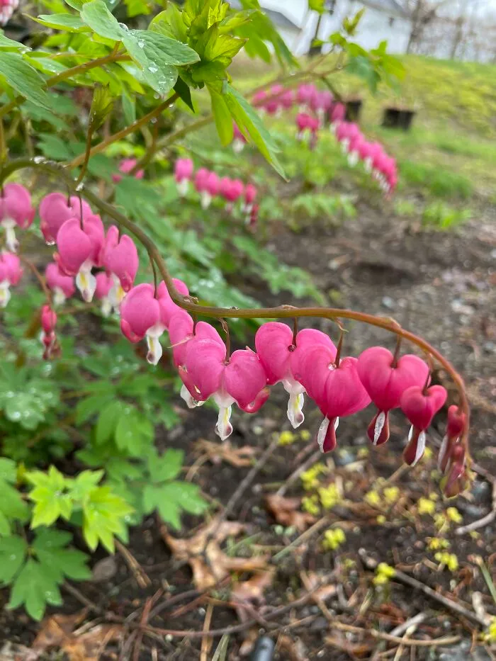 Planté corazones sangrantes el año pasado porque a mi esposa le gustaban. Ella falleció en enero, así que pensé que las plantas no iban a sobrevivir, pero mi hijo tomó esta foto esta mañana