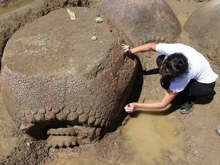 An Argentinian Farmer Recently Found 20,000 Years Old Fossilized Glyptodons
