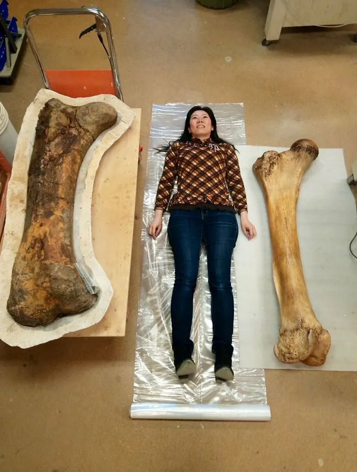 Triceratops Femur (Left) vs. Elephant Femur
