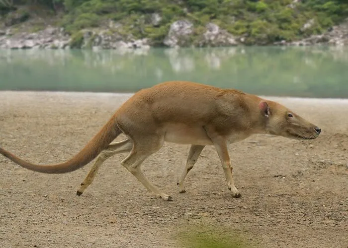 Indohyus - The Earliest Known Ancestor Of The Whale