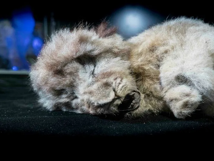 Around 26000 Years Ago This Lion Cub Was Abandoned In A Siberian Cave By Her Mother Who Either Went Hunting, Or Was Killed Never To Return
