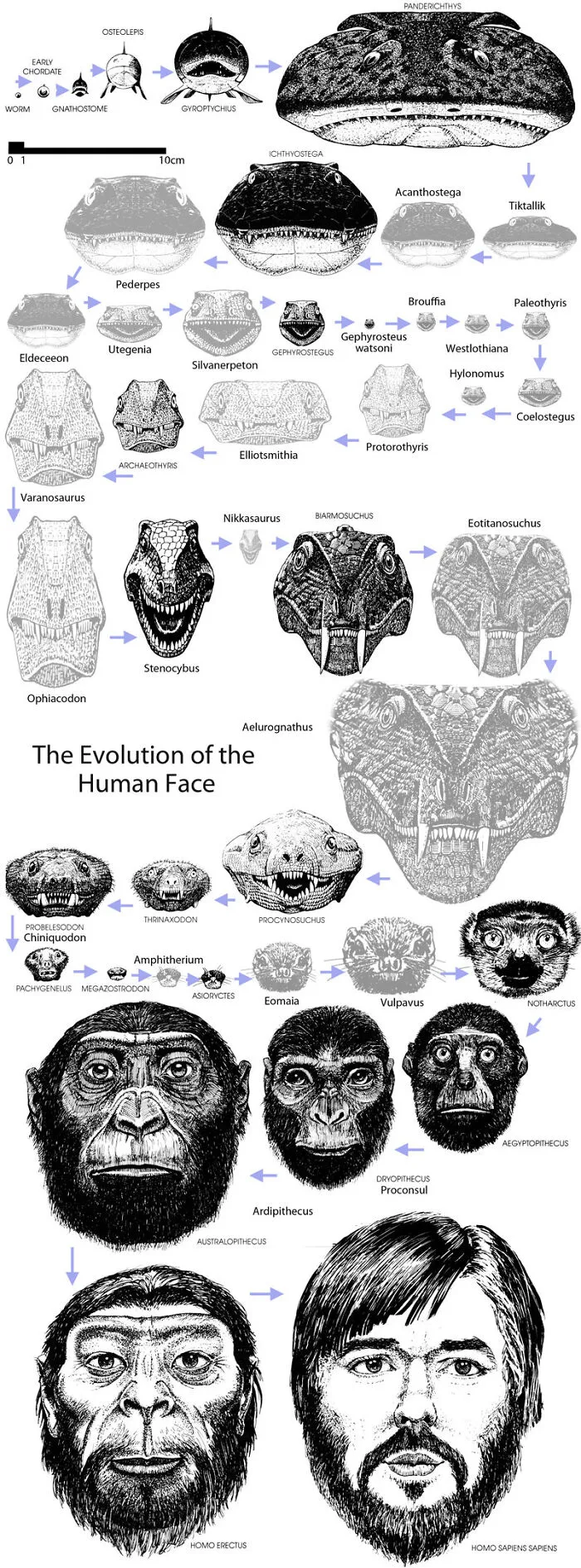 The Evolution Of Our Face