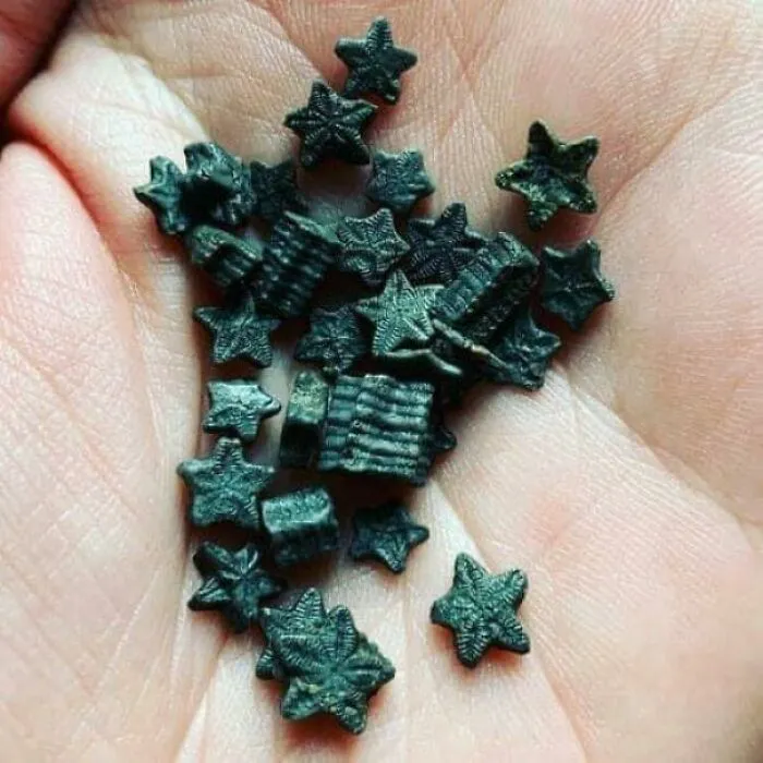 Crinoid Fossils Can Be Found In Some UK Rivers And Were Once Thought To Be Fairy Coins. Sometimes Called ‘Star Stones’