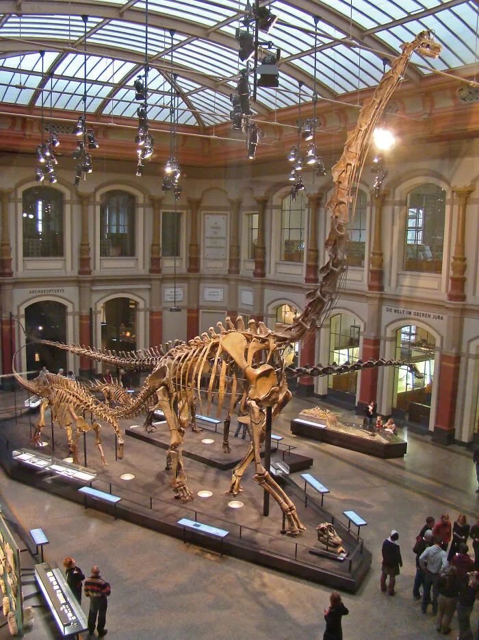 This Brachiosaurus Skeleton