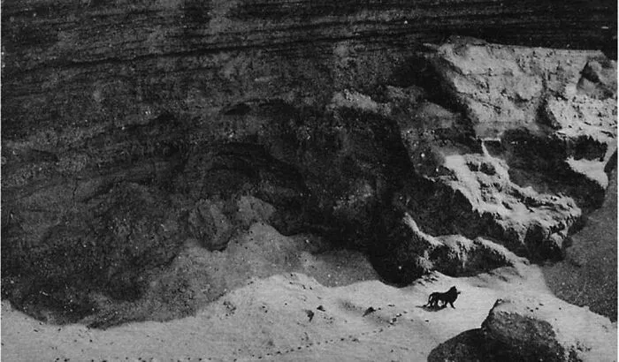The Last Photo Taken Of A Wild Barbary Lion. Taken In 1924