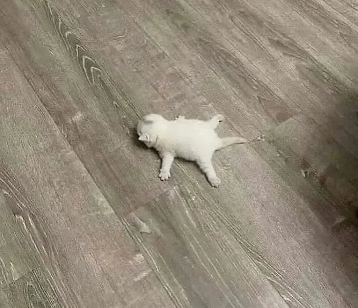 Splat