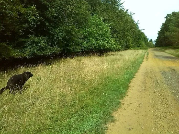 Vistas inspiradoras de los bosques británicos