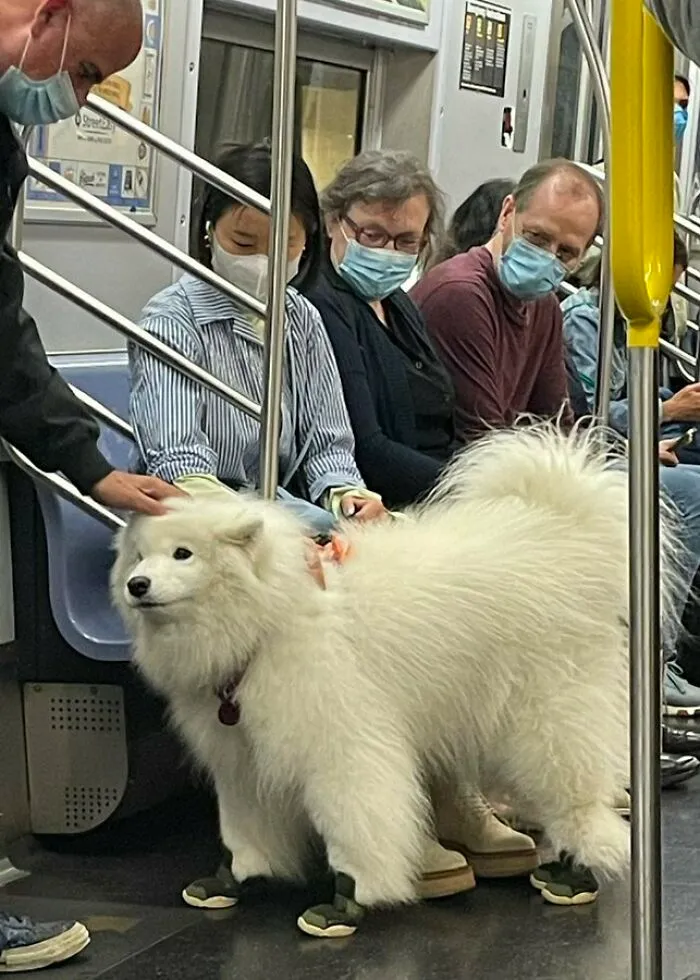 Fluffy white dog wearing booties standing on subway floor with passengers petting and looking at it while wearing masks.