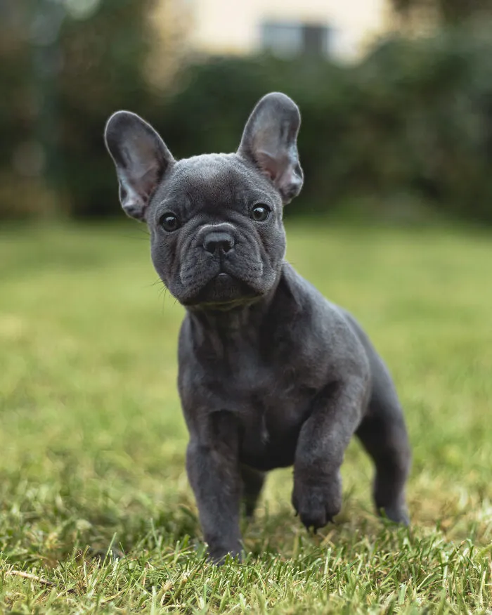 Adorable black French Bulldog puppy with large ears walking on grass, one of the cutest dogs ever in an outdoor setting