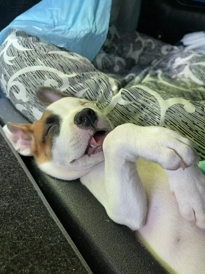 Sleeping puppy lying on its back with paws curled, one eye closed showing one of the cutest dogs ever in relaxed pose.