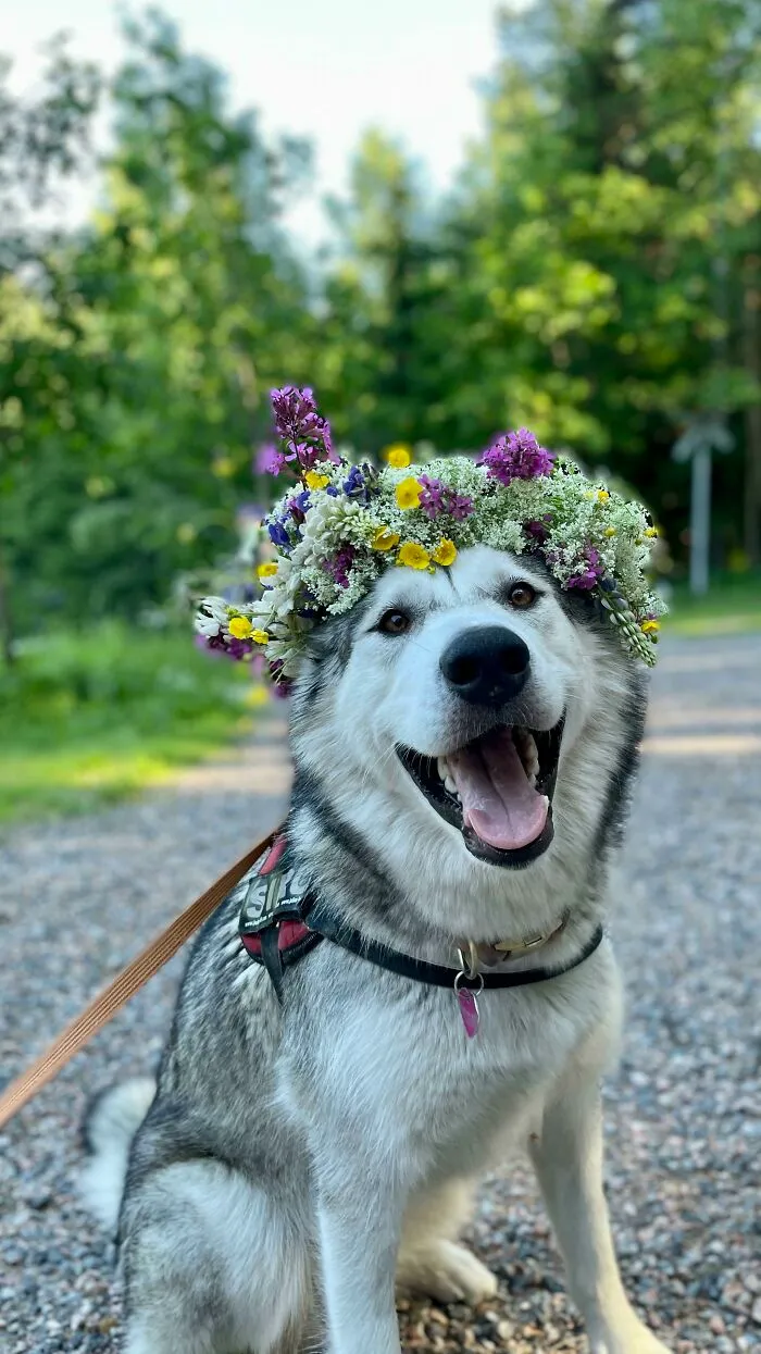 Perrete en Midsommar