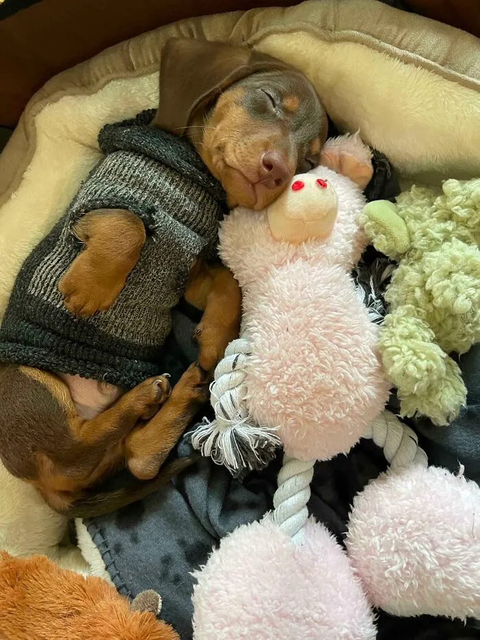 Sleeping puppy in a cozy bed wearing a sweater, cuddling with soft dog toys, showcasing one of the cutest dogs ever.