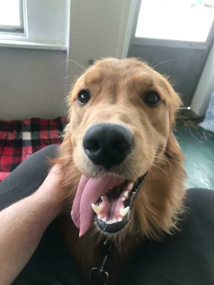 Cute golden retriever dog with tongue out, looking happy and playful indoors, one of the cutest dogs ever.