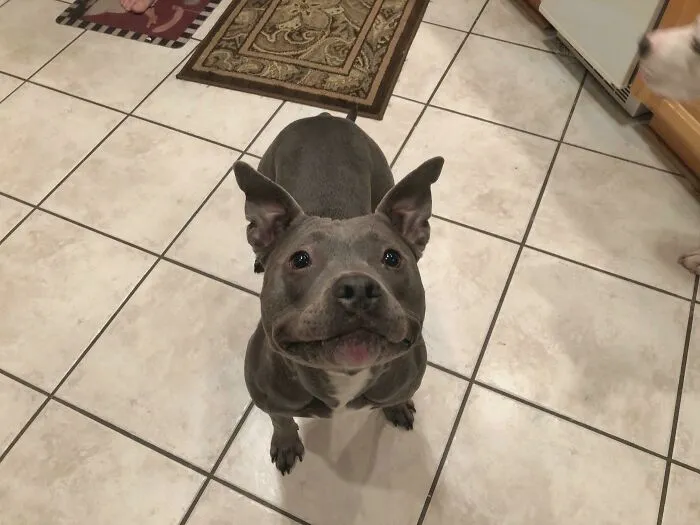 Smiling gray dog with ears perked up sitting on kitchen tile floor among cute dogs at the gates of heaven.