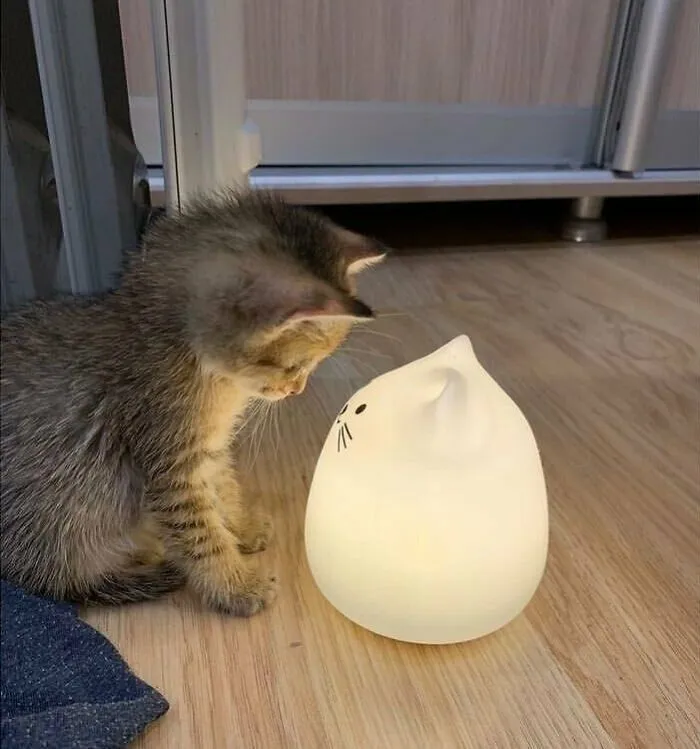 Meow_irl