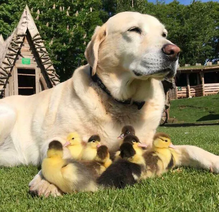 Fred And His Nine Ducklings