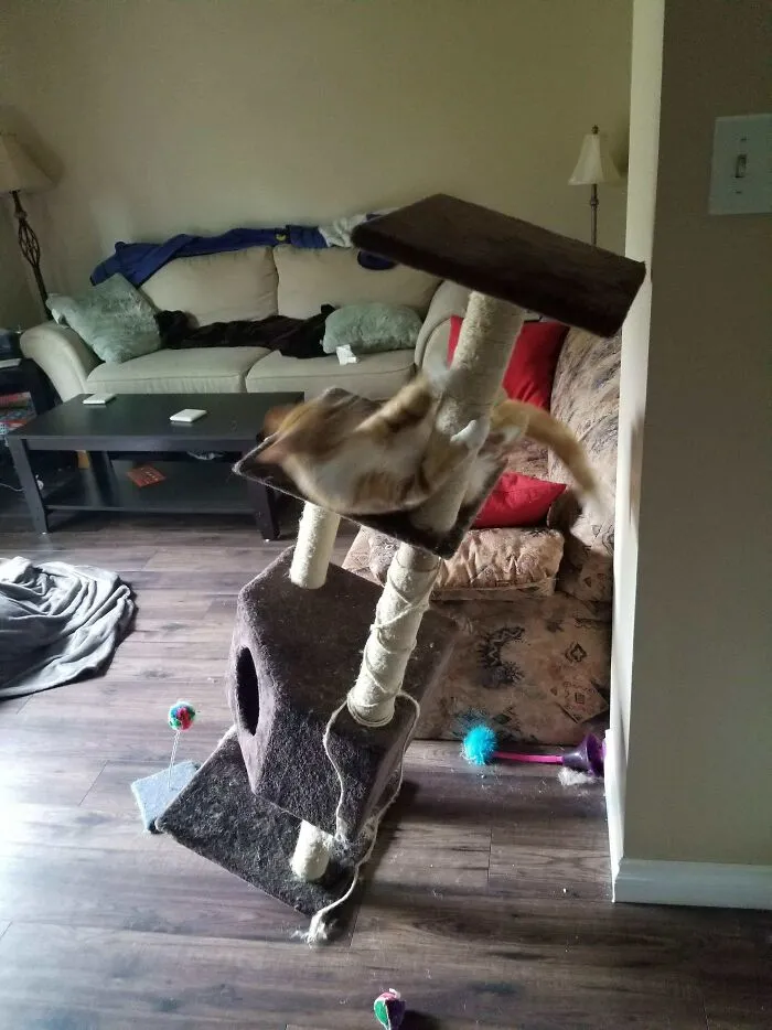 "Describe Your Cat In One Picture"