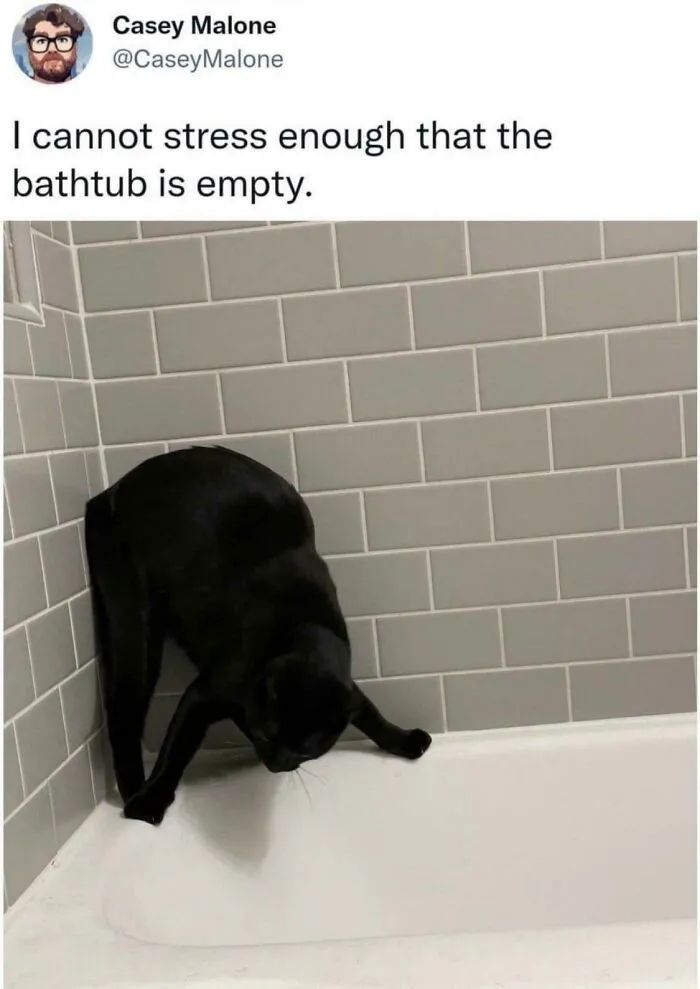 Meow_irl