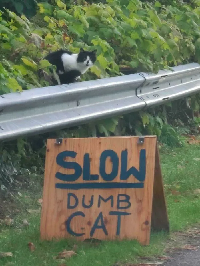 Meow_irl