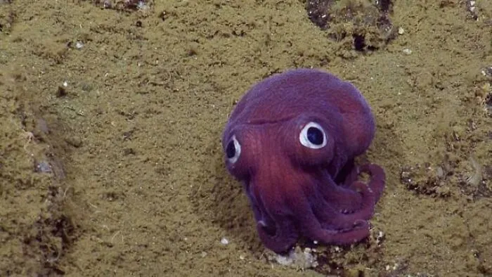 Great Googly Moogly