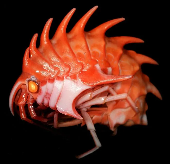 The Antarctic Amphipod Is One Of The Most Alien Creatures To Inhabit The Depths Below