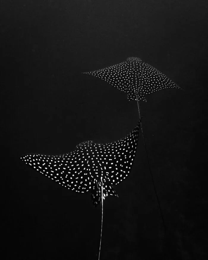 A Pair Of Eagle Rays Gliding Through The Dark Depths